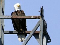 Bald eagle