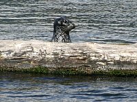Harbour seal
