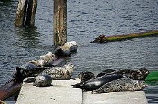 Harbour seals