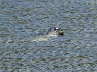 Harbour seal