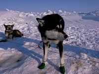 Sleddog Dino wearing booties