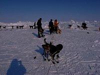 Putting the dogs in front of the sled