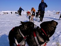 Putting the dogs in front of the sled