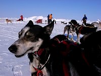 Lead dog looking forward to the trip.