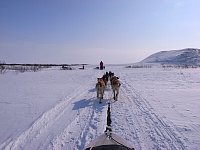 Dogsledding front view