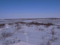 Northern Yukon scenery