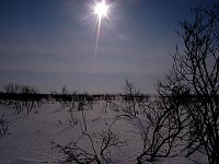 Twigs in the snow