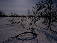 Twigs in the snow