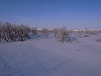 Twigs in the snow