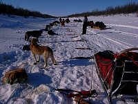 Harnesses laid out next to dogs.