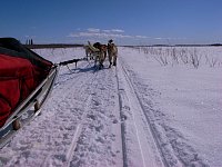 Perfect dogsledding conditions