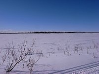 Perfect dogsledding conditions