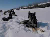 Sled dog Caesar, resting