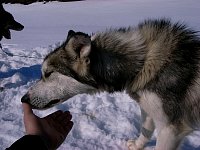 Sled dog Nahanni smelling thumb