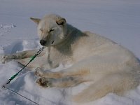 Molson - sled dog looking like a polar bear