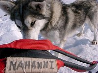 Sleddog: Nahanni