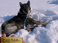 Sleddog: Caesar