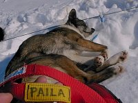 Sleddog: Paila