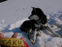 Sleddog: Taku