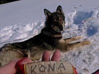 Sleddog: Kona