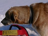 Sleddog: Fennel