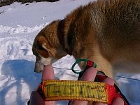 Sleddog: Thistle