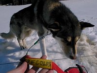 Sleddog: Legolas