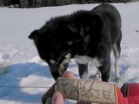 Sleddog: Tassie