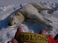 Sleddog: Molson