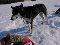 Sleddog: Spirit