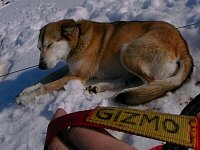 Sleddog: Gizmo