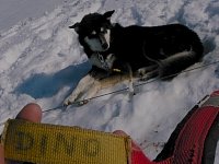 Sleddog: Dino