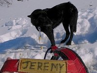 Sleddog: Jeremy