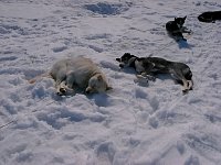 Sled dog Molson relaxing