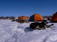 Sled dog Dino relaxing beside tents