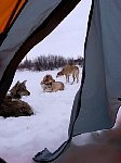 Tent view at dogs