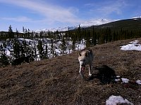 Sled dog Denali going walkies