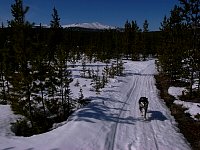 Sled dog Hobbs enjoying the outdoors