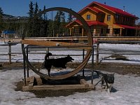 Young dog in 'hamster wheel'