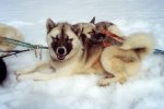 Huskies relaxing