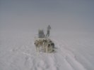 Dog sledge tour with danish tour guide - rest in the fog