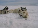 Dog sledge tour - dogs at rest