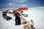 Dog sledge tour - greeting the dogs