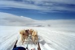 Dog sledge - on the run