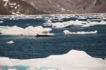 Whale near coast of Greenland