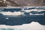 Whale near coast of Greenland