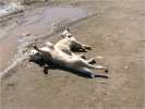 Young (and muddy) sledge dogs