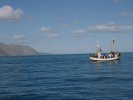 Whale watching near Husavik