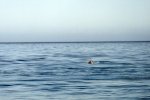 Whale watching near Husavik