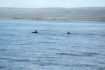 Whale watching near Husavik